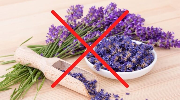 Contraindicaciones De La Lavanda Todo Lo Que Debes Saber