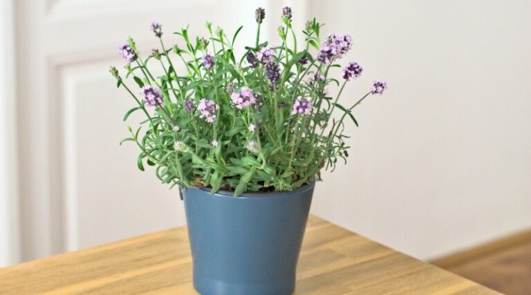 Lavanda cuidados en maceta riego luz solar poda y más