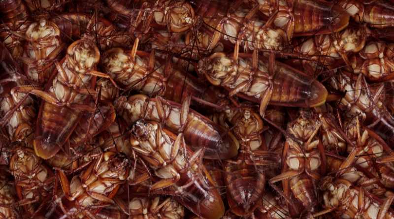 Las cucarachas son plagas molestas y peligrosas que pueden infestar su hogar y transmitir enfermedades