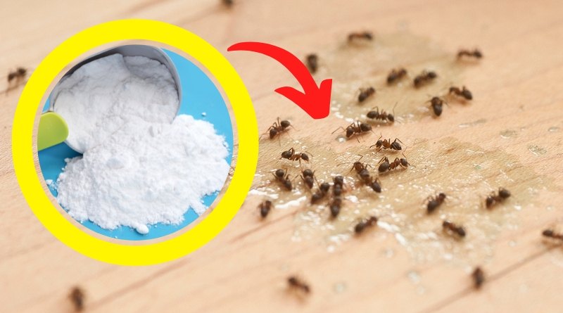 El acido borico es un compuesto químico reconocido por su eficacia para eliminar hormigas