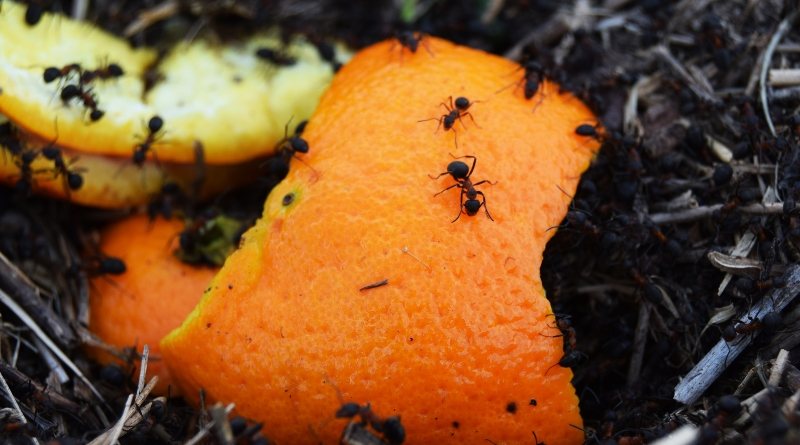 Puedes ahuyentar hormigas de tu hogar de una manera natural