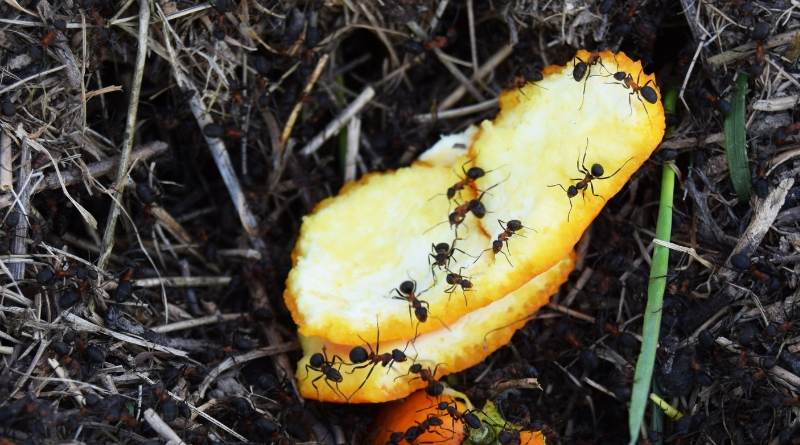 Las cáscaras de naranja contienen d-limoneno, un compuesto que es tóxico para las hormigas