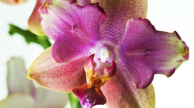 La frecuencia con la que debes regar tus orquídeas puede variar dependiendo de la estación del año