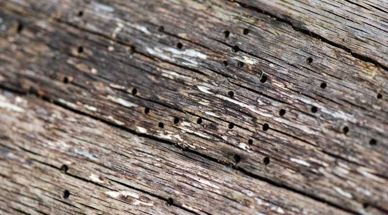 Como identificar los daños que ocasiona la polilla de la madera es crucial para exterminarlas
