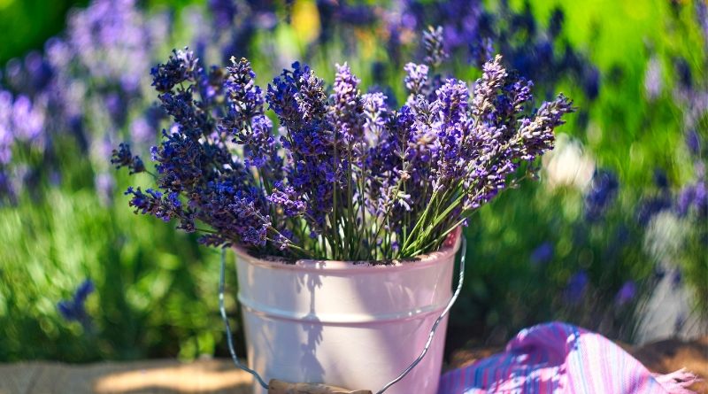 Cuidados De La Lavanda Sol Riego Poda Nutrientes Y Temperatura Cuidados De La Lavanda Sol Riego Poda Nutrientes Y Temperatura