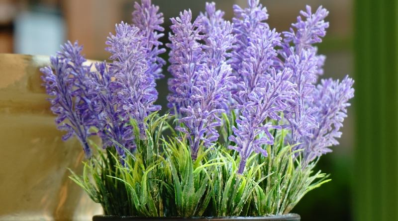 Cuidados De La Lavanda Sol Riego Poda Nutrientes Y Temperatura Cuidados De La Lavanda Sol Riego Poda Nutrientes Y Temperatura