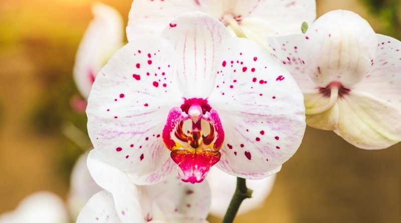 Las orquideas tienen cuidados especificos de agua, luz y temperatura