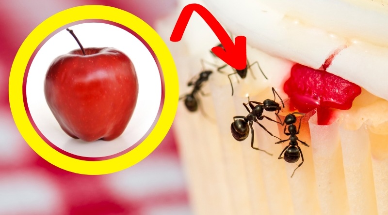 Los remedios caseros son una opción económica, segura y ecológica para eliminar hormigas