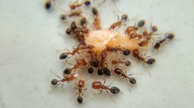 Es hora de aprender cómo eliminar las hormigas con remedios caseros
