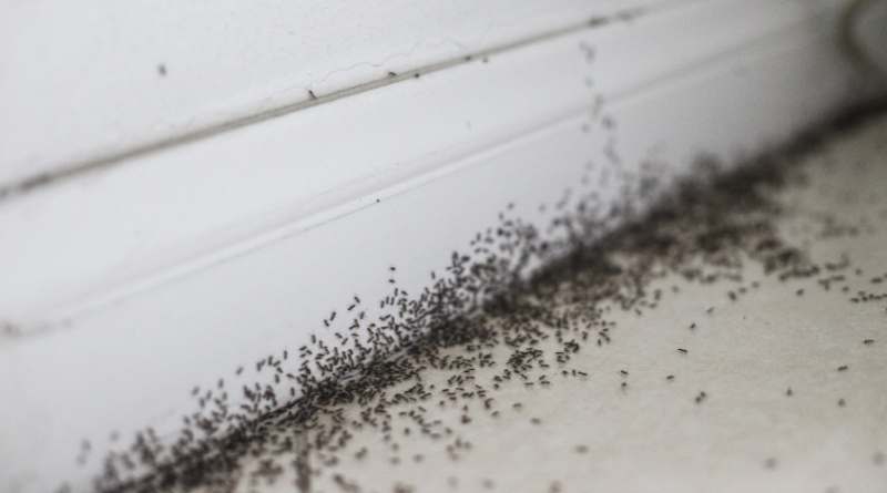 Los remedios caseros permiten una mayor flexibilidad en el control de hormigas