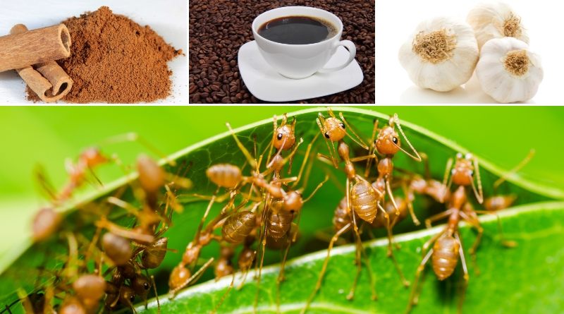 El café, el ajo y la canela son herramientas poderosas para eliminar hormigas de las plantas