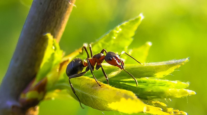 Las plantas débiles o enfermas son más propensas a la infestación de hormigas