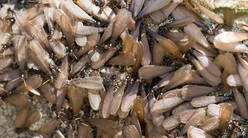 Es esencial saber cómo identificar correctamente las termitas voladoras para posteriormente eliminar de manera efectiva y segura