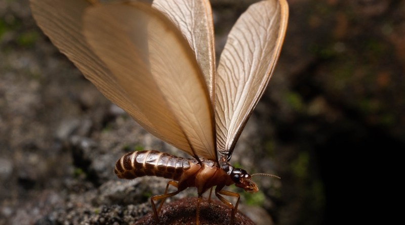 Identifica las termitas voladoras para eliminar antes de que puedan causar daños graves