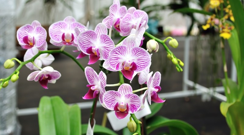 Regar las orquideas es sencillo cuando se entienden las necesidades de tu planta