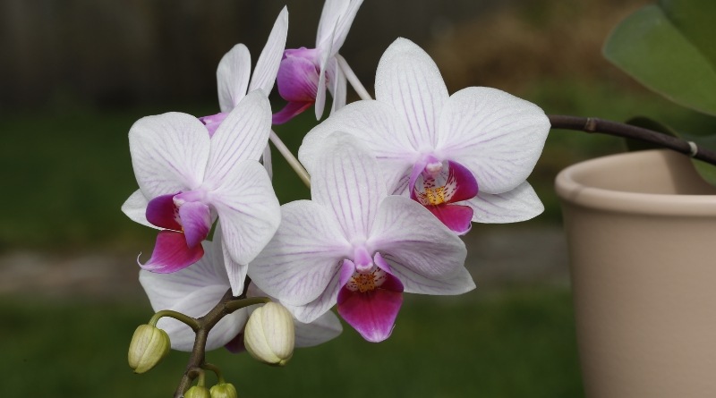 Existen varios productos en el mercado que pueden ayudarte a regar tus orquídeas