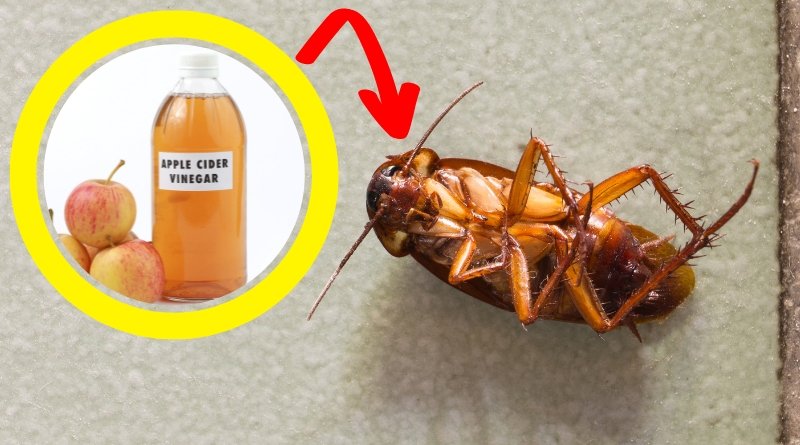 El remedio casero para eliminar las cucarachas con vinagre es una opción económica y accesible