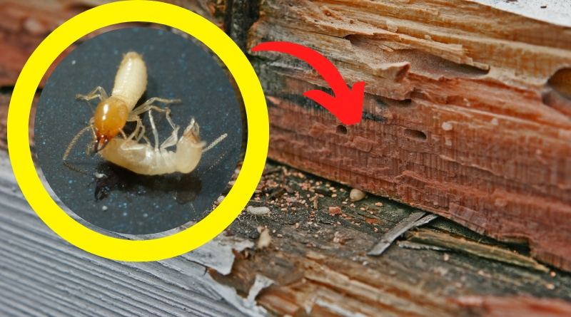 Aprende a detectar las termitas y los daños