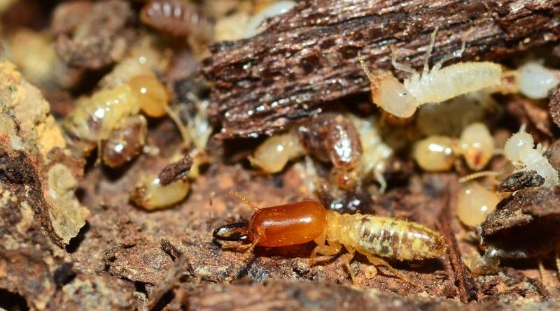Es importante poder detectar entre las termitas y otros insectos que también pueden dañar la madera