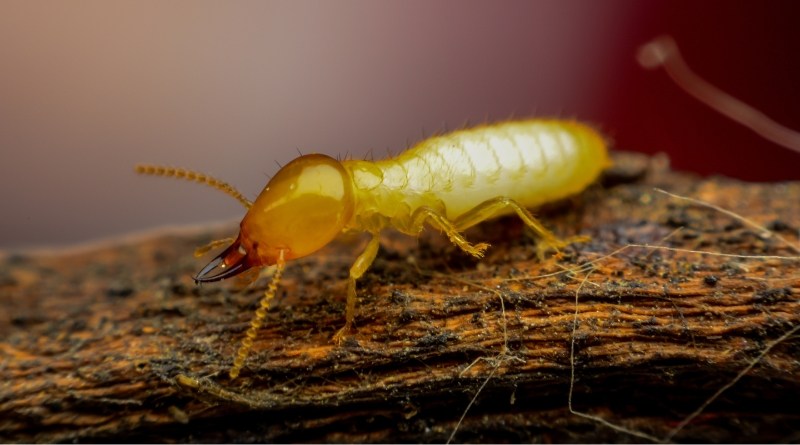 las termitas pueden causar estragos en tu casa si no se detectan y se tratan a tiempp