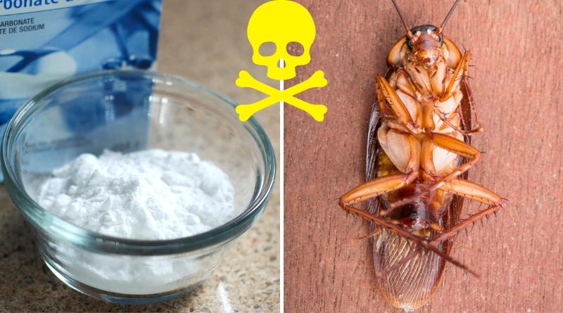 Aprende a como preparar veneno casero para eliminar cucarachas con bicarbonato