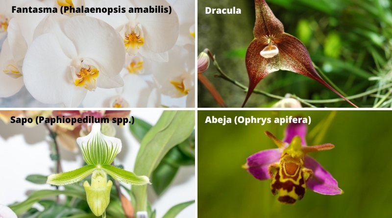 Otras clases de orquideas raras y exóticas incluyen la orquídea sapo y dracula