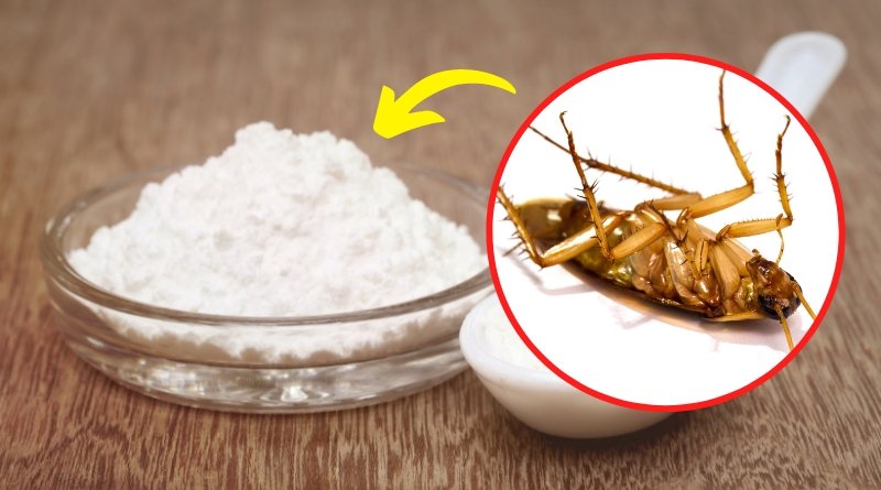 La efectividad del borax contra las cucarachas se debe a su capacidad para deshidratar a estos insectos