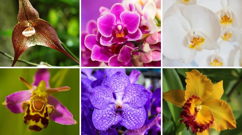  Se estima que hay más de 25,000 clases diferentes de orquideas