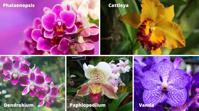 Algunas clases más populares de orquideas incluyen la Phalaenopsis y la Vanda