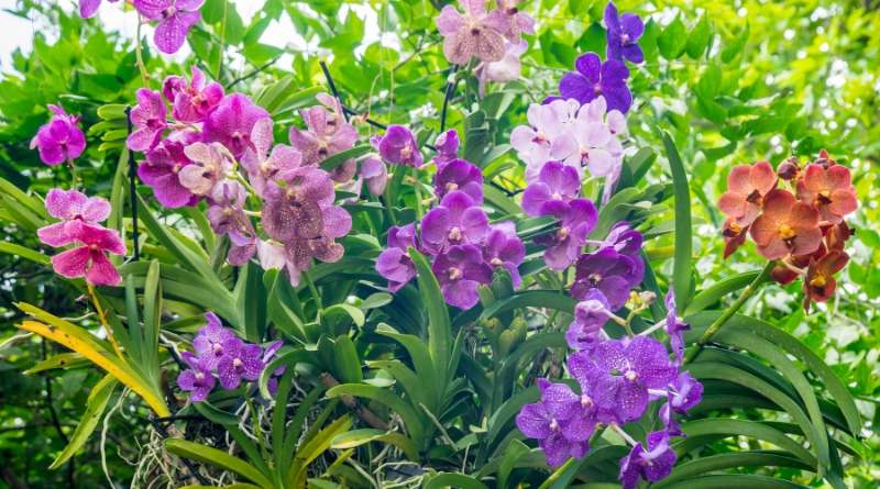 La diversidad de las orquídeas es realmente asombrosa pero también está en peligro