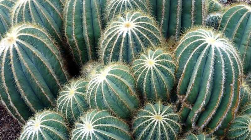 Algunas espinas de cactus pueden ser venenosas por ello es importante tener en cuenta la cantidad
