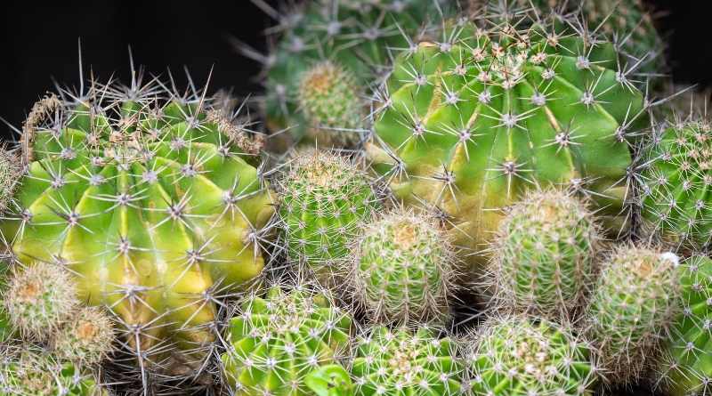 La propagación de los pequeños cactus es una tarea gratificante que te permite multiplicar tu colección