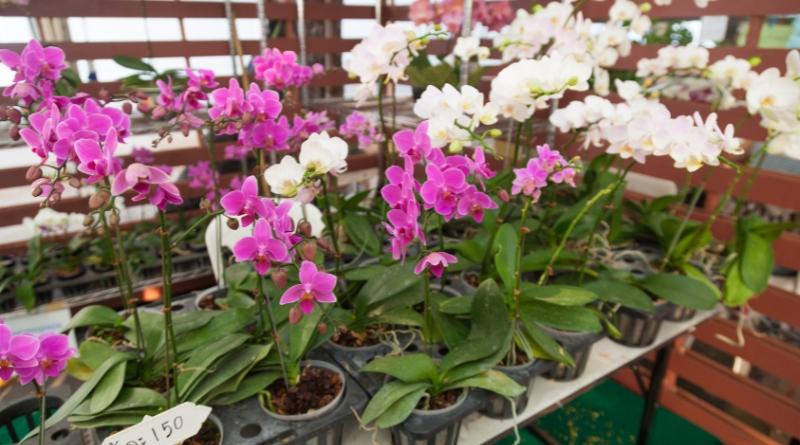 Las orquideas en macetas que encontramos en los hogares son variedades que necesitan pocos cuidados