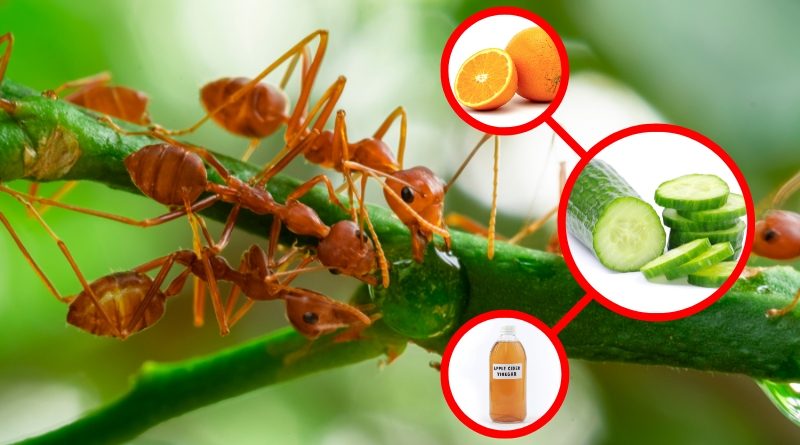  Evitar que las hormigas suban por las plantas es una parte crucial del cuidado de nuestros jardines