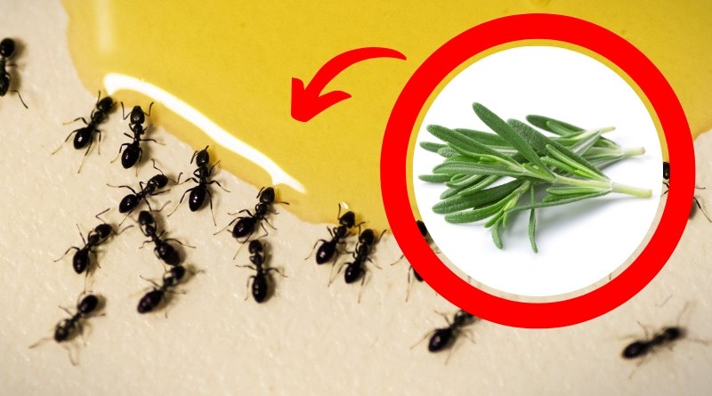 Las hormigas arrieras pueden ser un gran problema por varias razones por ello te diremos como eliminar esta plaga