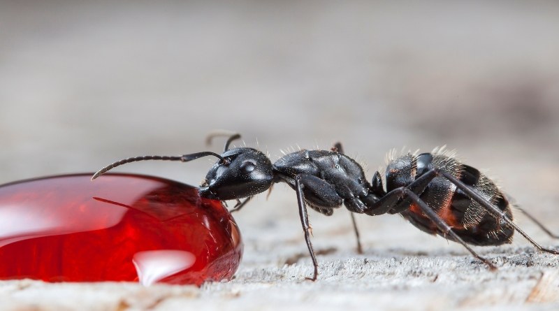 Hay varias estrategias que se pueden utilizar para eliminar las hormigas arrieras