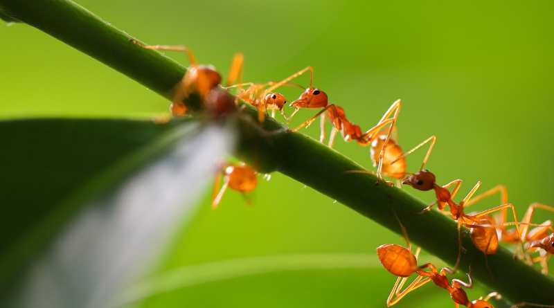 Prevenir una infestación de hormigas arrieras es más fácil y menos costoso que tratar una infestación