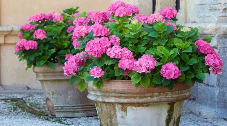 Hortensia Cuidados En Maceta Para Que Florezca En POCOS D AS