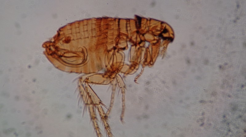 Hay muchos mitos y desinformación en torno a sí, las pulgas se pegan a los humanos