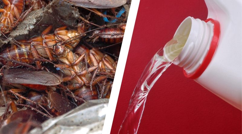 La Lej a Mata A Las Cucarachas Una Gu a De Uso Exhaustiva La Lej a Mata A Las Cucarachas Una Gu a De Uso Exhaustiva