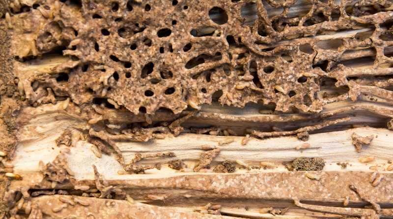 Algunas maderas son más resistentes y no le entra la termita tan fácilmente