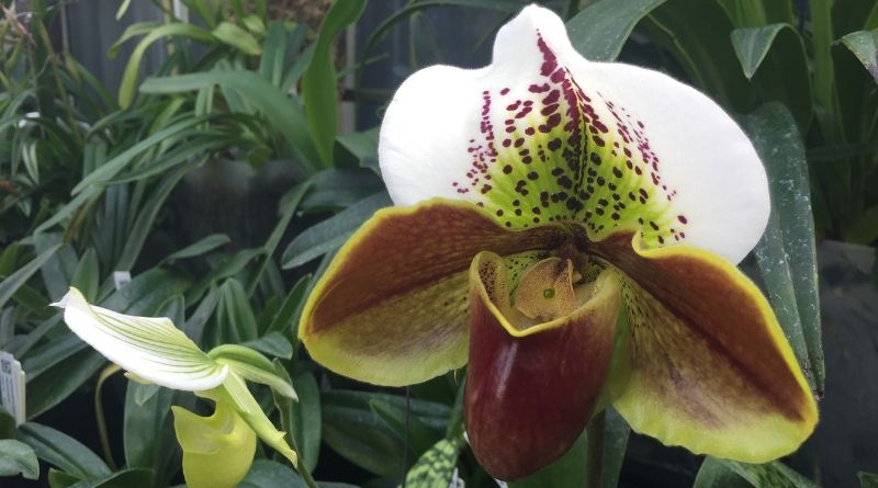 La Rothschild's Slipper Orchid una especie rara y en peligro de extinción