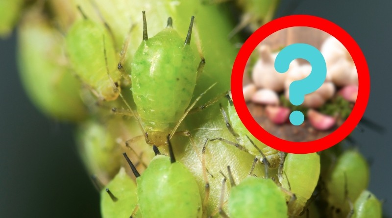 Pulgones En Tus Preciosas Plantas Suculentas 10 La Soluci n Pulgones En Tus Preciosas Plantas Suculentas 10 La Soluci n