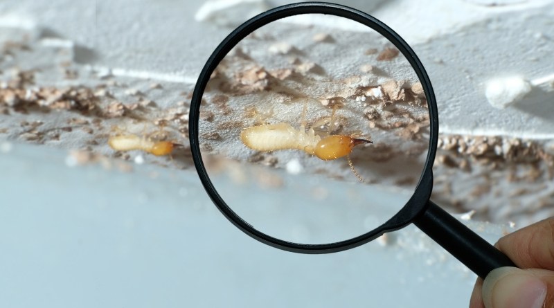 Las termitas de madera seca son claras marrones o beige y miden alrededor de un cuarto de pulgada