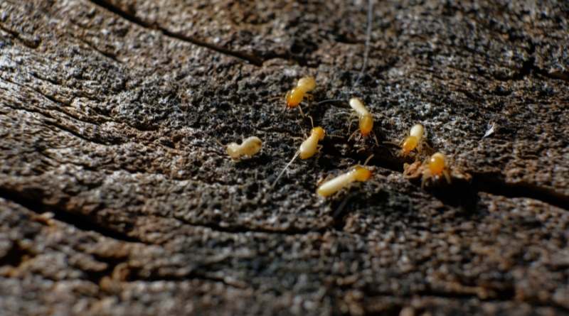 Identificar termitas de madera seca en tu hogar puede ser un verdadero desafío