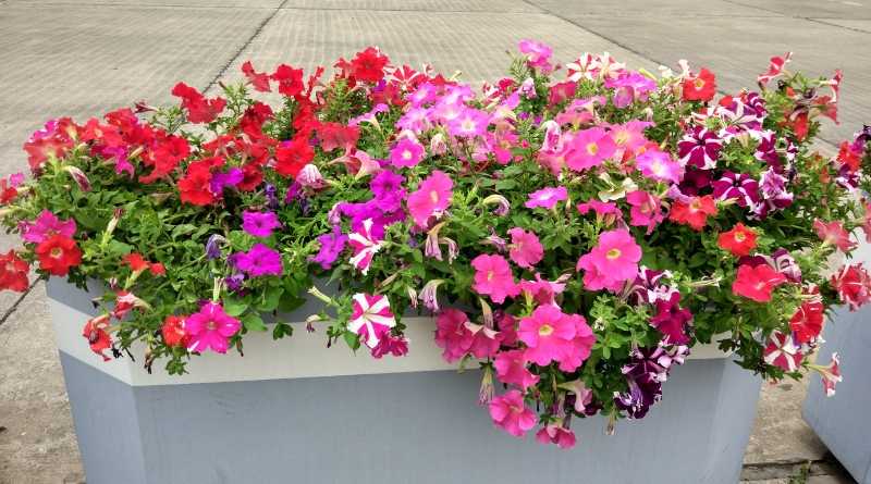 Los geranios son plantas hermosas que añaden un toque de color a cualquier jardín o balcón