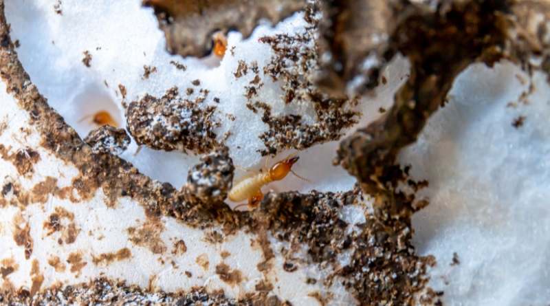 Los comejenes y las termitas no son lo mismo profundicemos en sus diferencias y similitudes