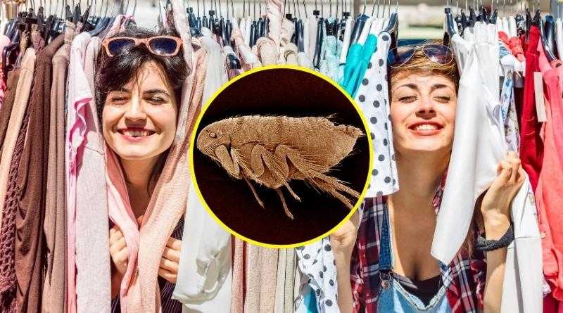 Las pulgas pueden transmitir enfermedades graves a los humanos y a los animales