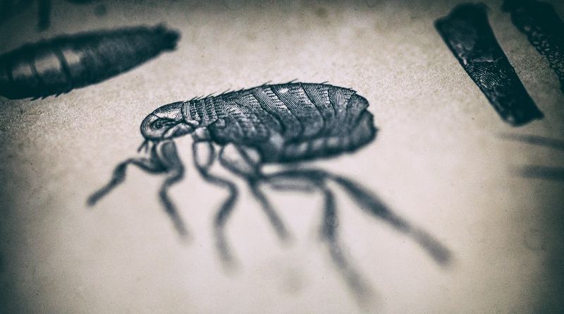 Hay varias señales que pueden indicar una infestación de pulgas en tu casa