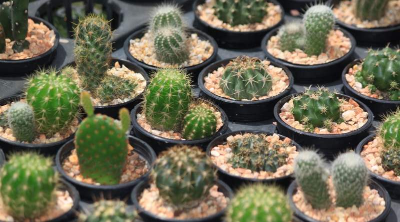 Los cactus son plantas fascinantes y resistentes que aportan un toque de belleza distinta a cualquier entorno